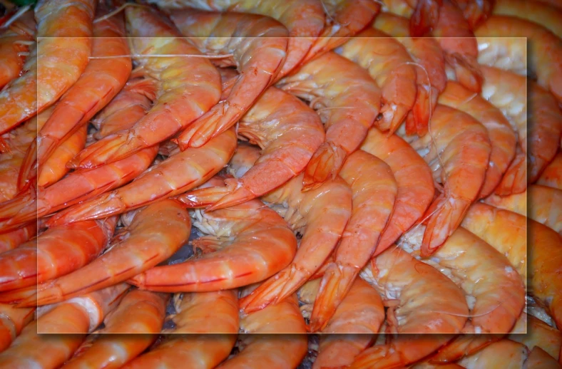 large amount of shrimp are being displayed for picture