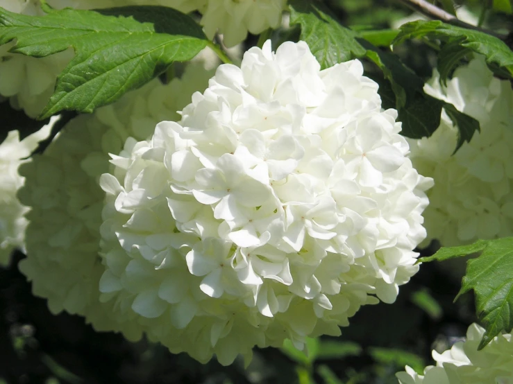 white flower and leaves on the tree