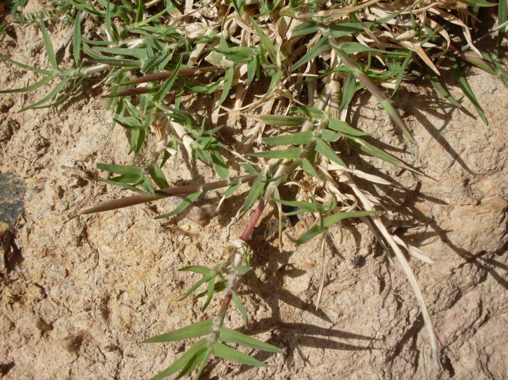 a plant in the middle of dirt and grass