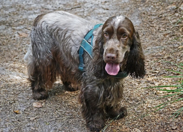 a wet dog with a blue harness standing in the dirt