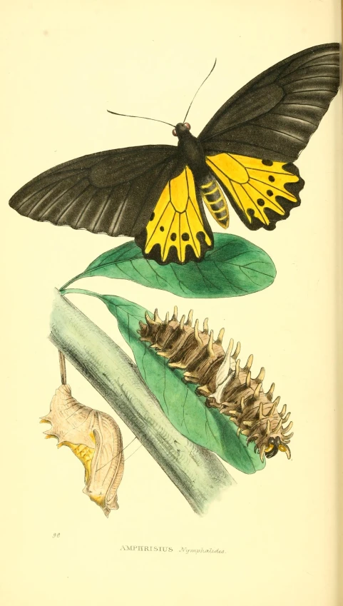 an illustration of two black and yellow erflies