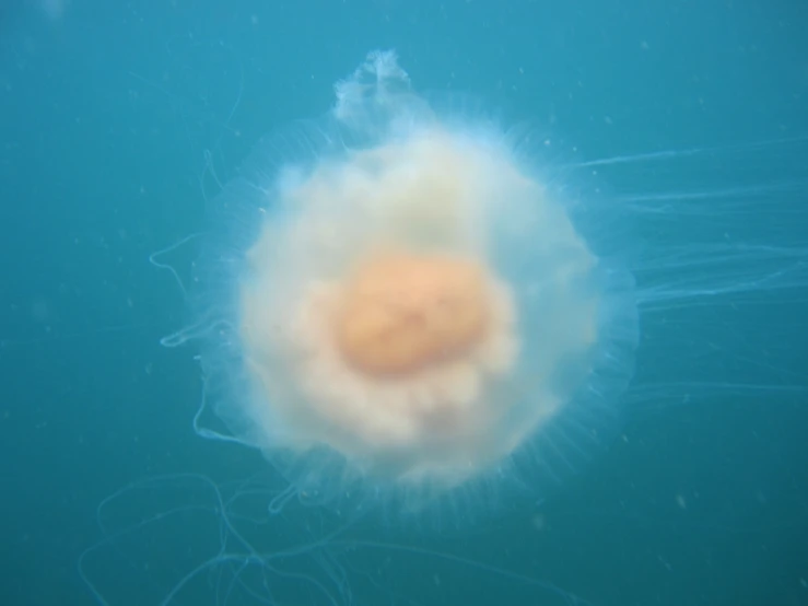 an underwater view of the underside of a jellyfish