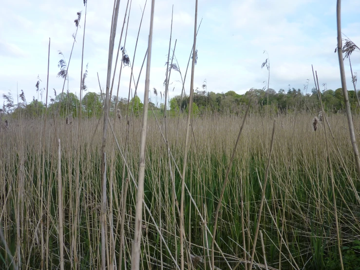 a field is shown with tall grass growing on it