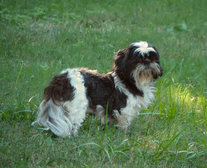 a small dog sitting on top of a lush green field