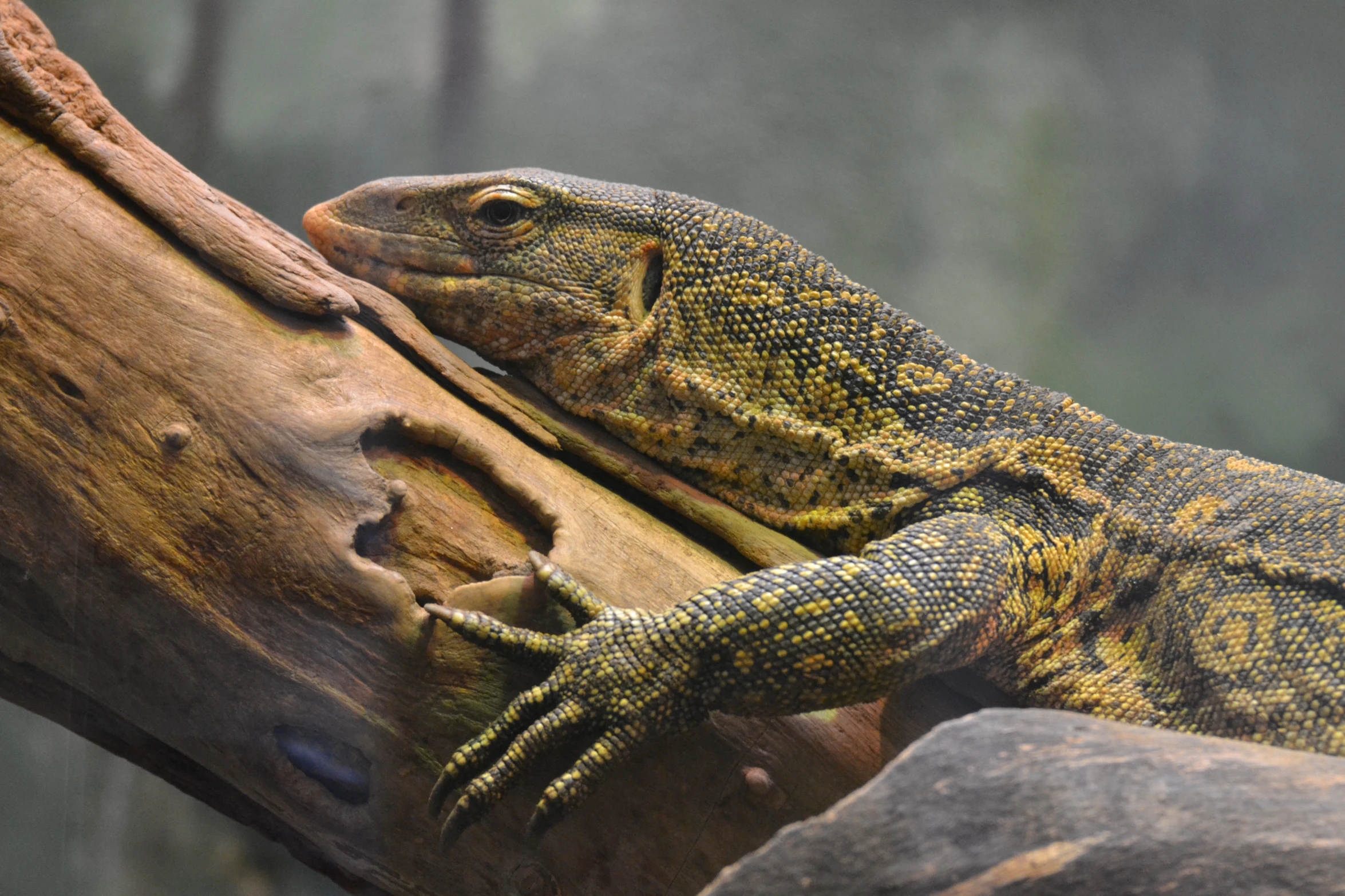 a close up of a lizard on a tree nch