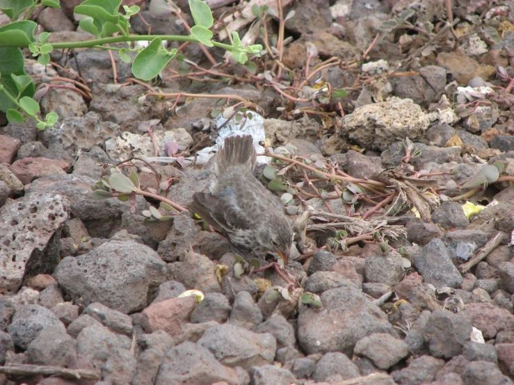 a grey bird sitting on some rocky rocks