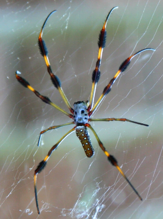 a white and orange spider sitting on its side in a web