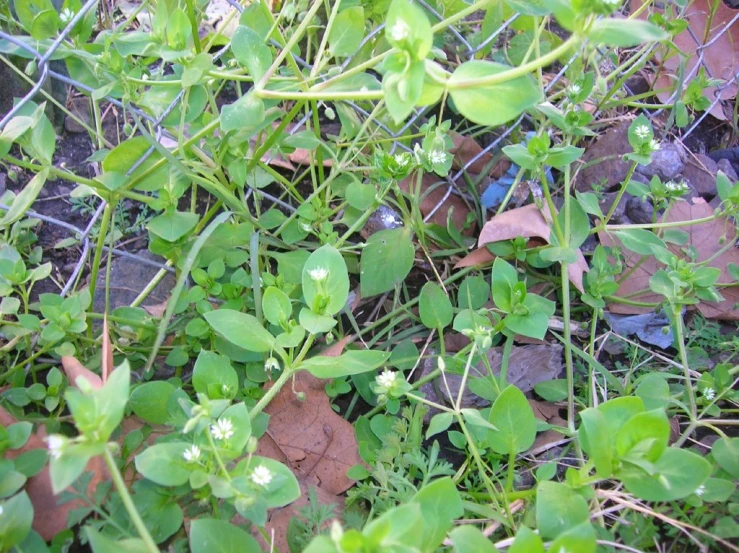 green leaves are growing along the metal fence