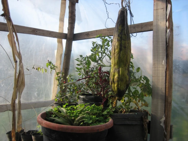 there are many plants on this shelf in the house