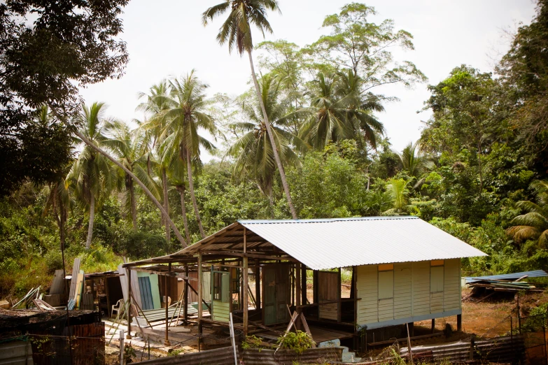 a dilapidated house in a jungle by some trees