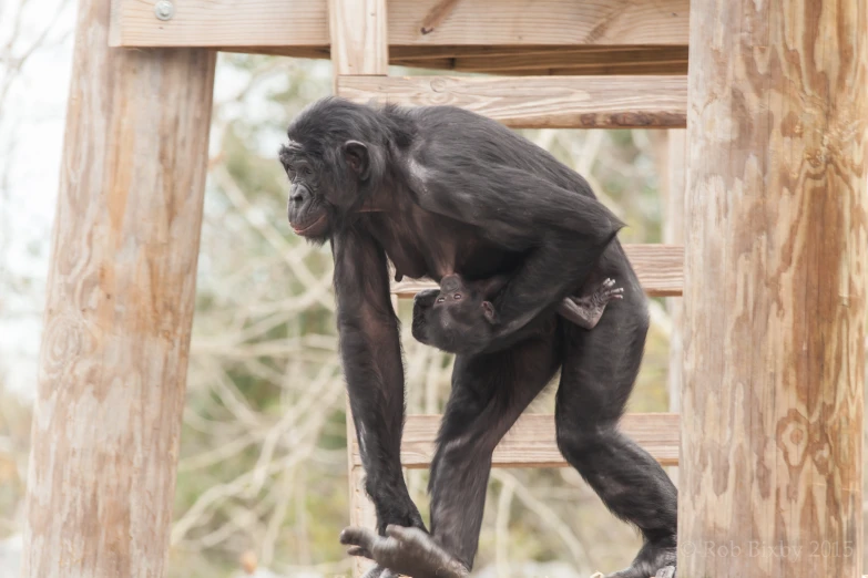 a black monkey with a baby in his back