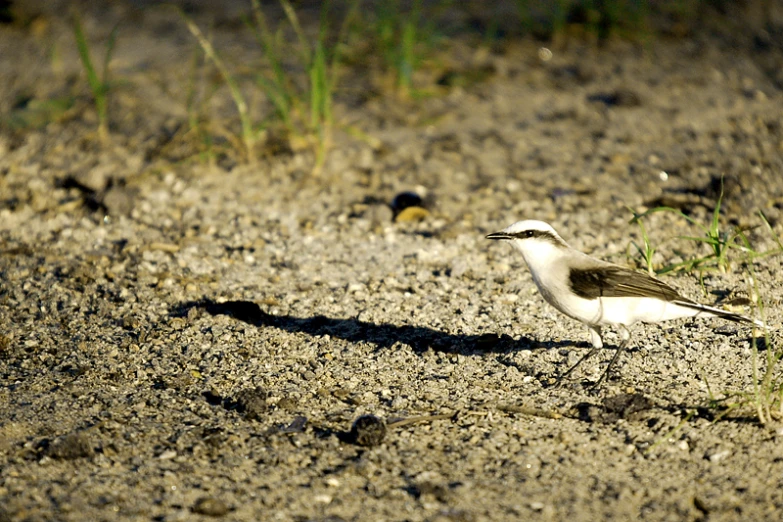 a little bird walking across some dirt and green plants