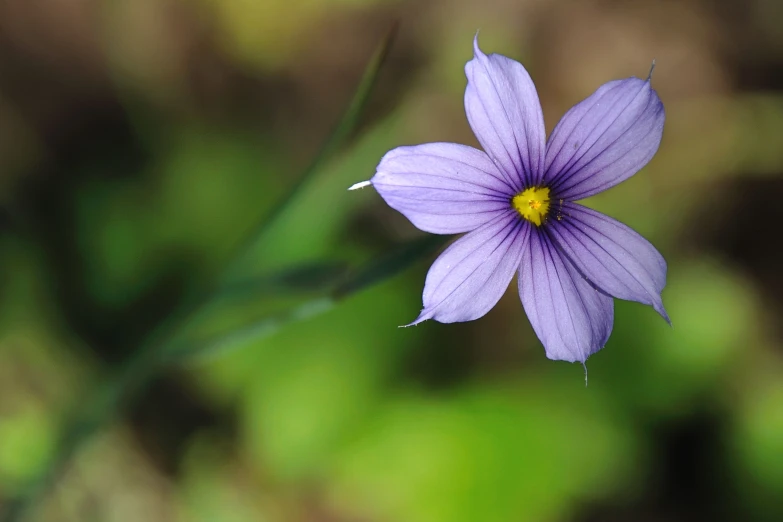 purple flower with yellow center standing on a leaf