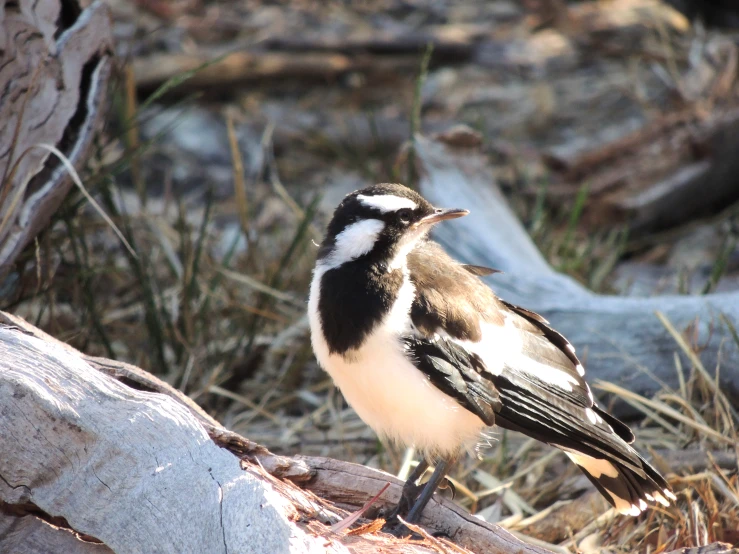 black and white bird standing on large log