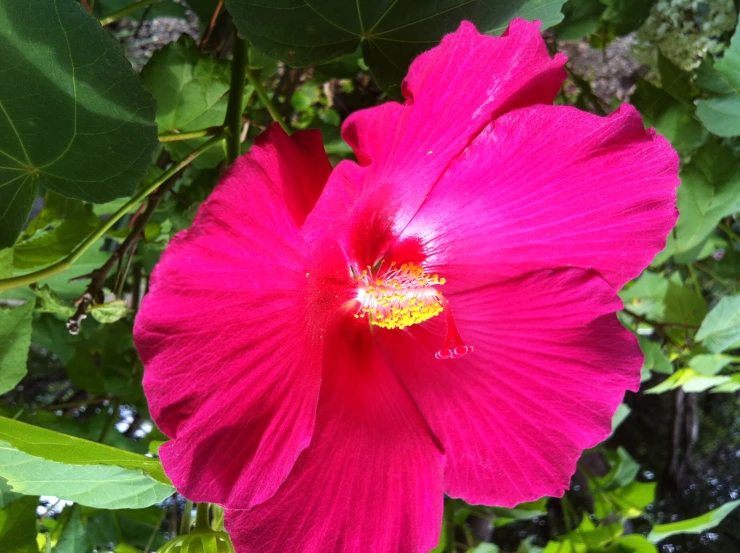 a bright pink flower with green leaves around it