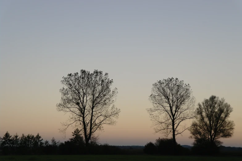 two large trees are in the distance near a hill