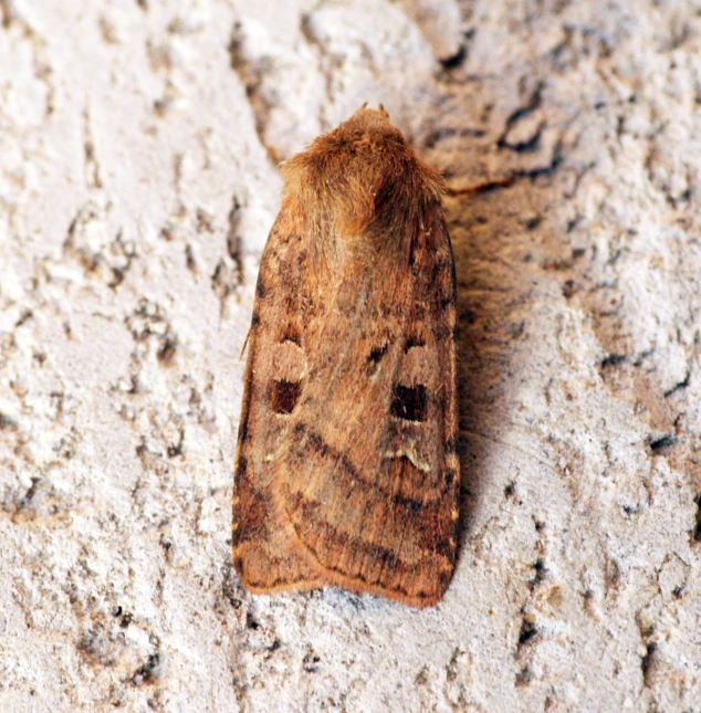 an insect is shown on the ground and looks like it has an intricate pattern