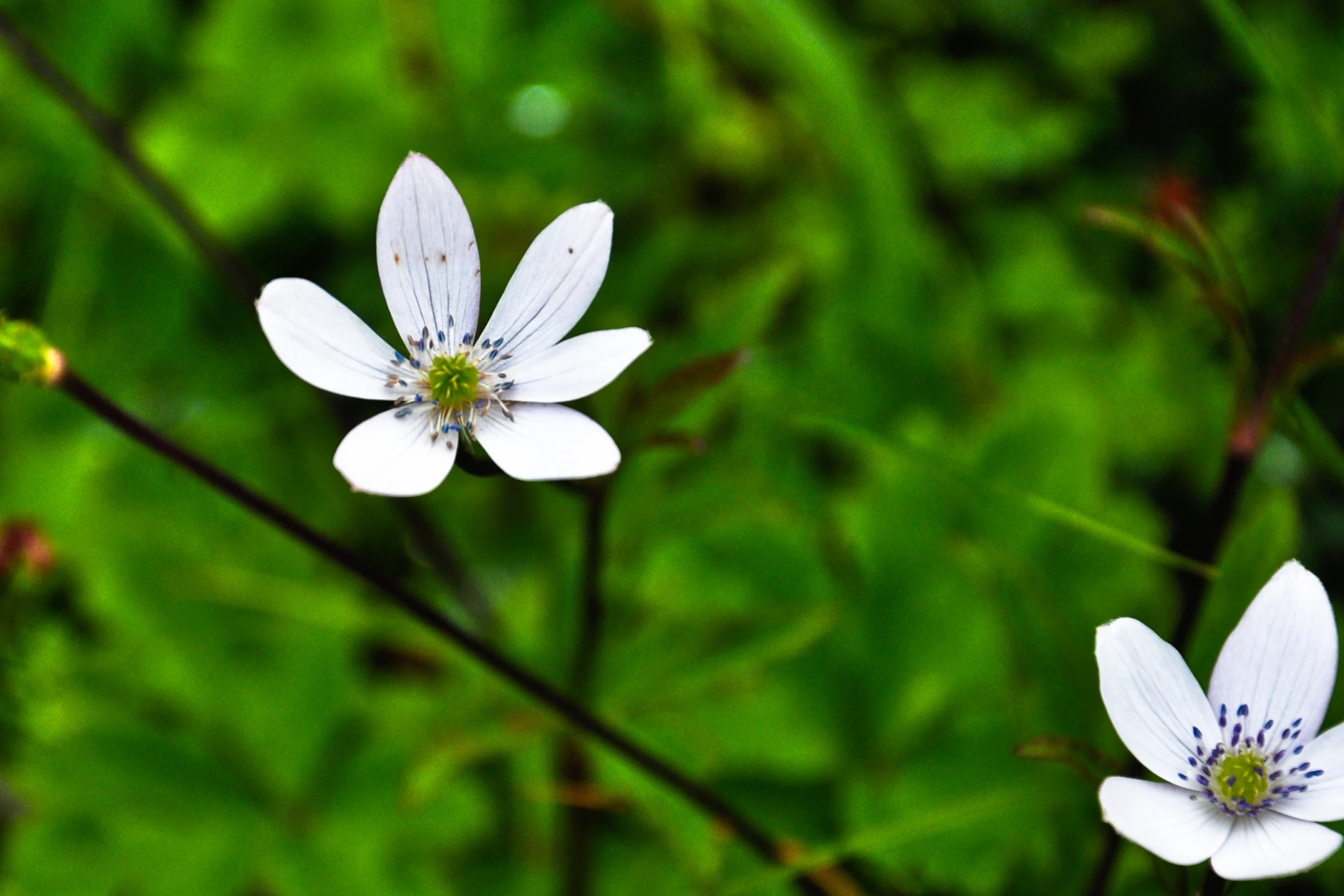 small white flowers with one big one near the other