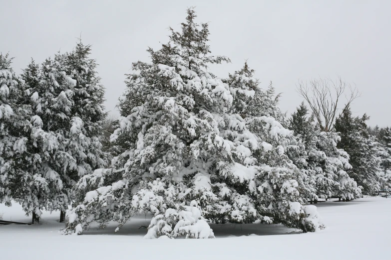 an image of a group of trees that are covered in snow