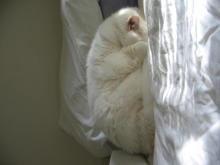 a white cat is sleeping on top of a bed