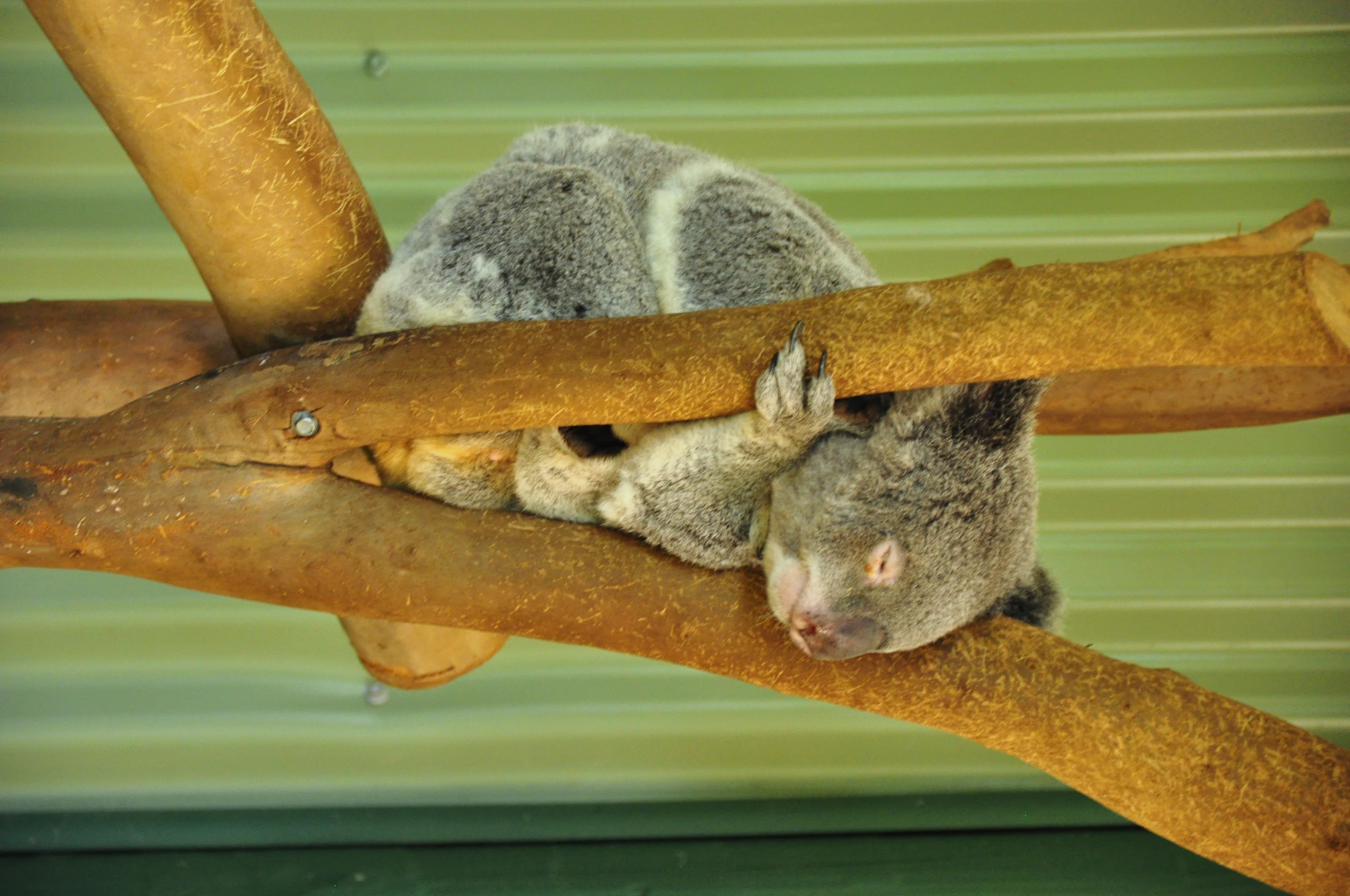 a koala bear hanging onto the top of a tree