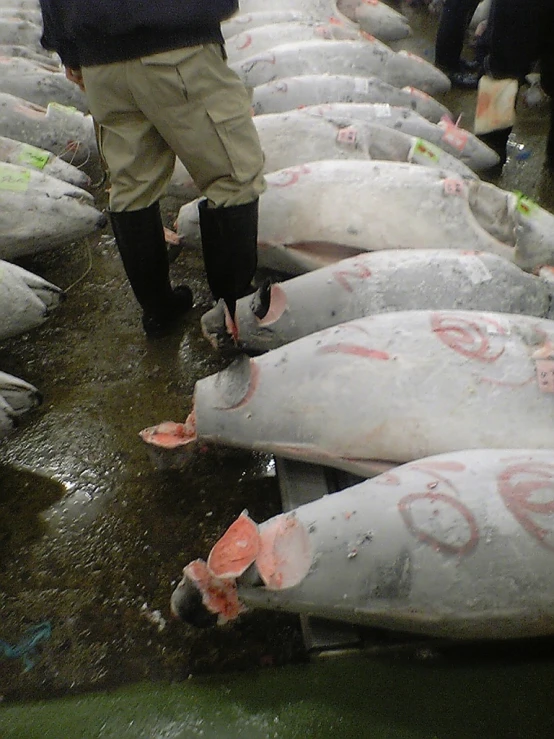 the man is standing next to many tuna heads