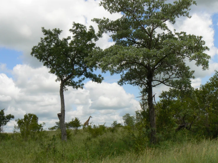 giraffes stand tall in the lush grass by a tree