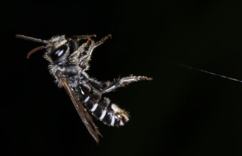 the fly is on its side with its wing extended and body partially visible