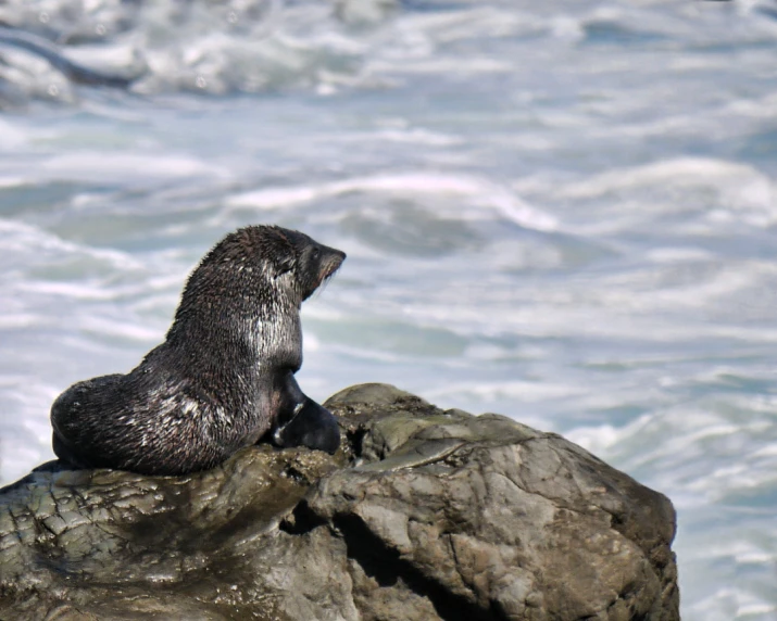 an seal on a rock with ocean in background