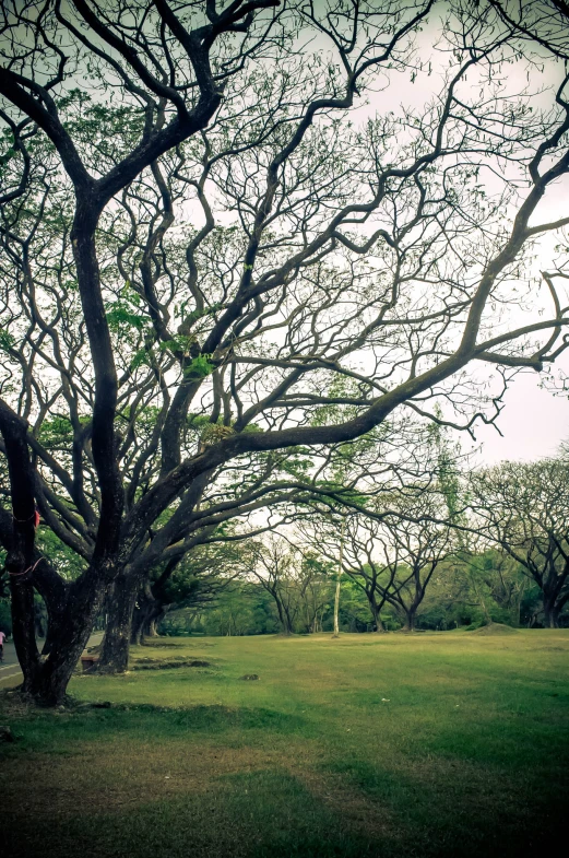 a green field with trees and an umbrella