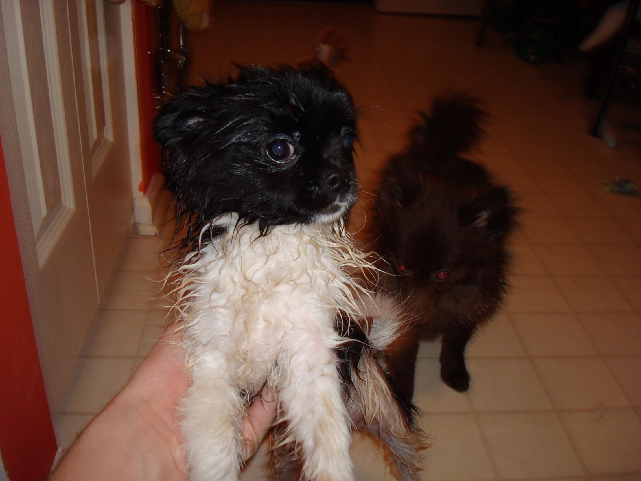 two fluffy dogs playing in someones house