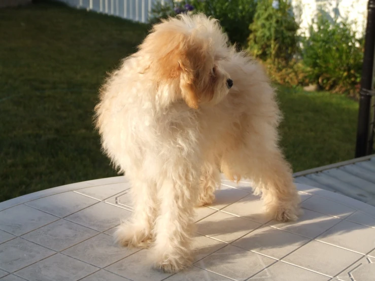 a little white dog with its tongue out