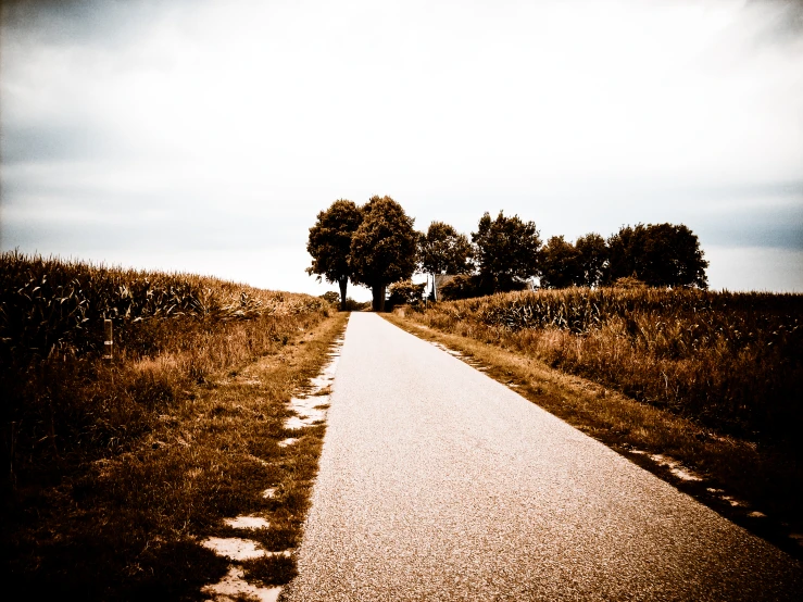 a paved road with two trees along both sides