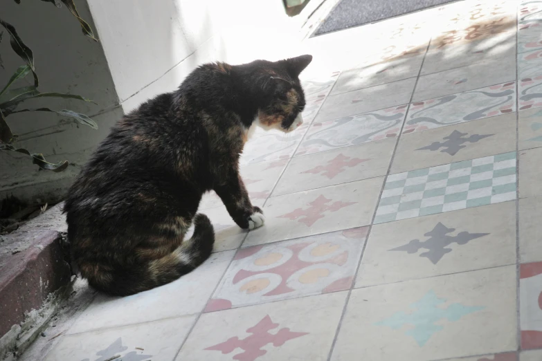 a cat sitting on the floor looking towards its right