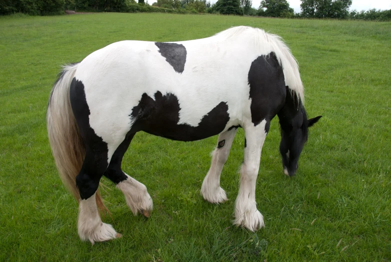 a horse is grazing in the grass on the field