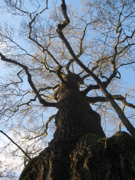 a view up at a very tall tree with no leaves