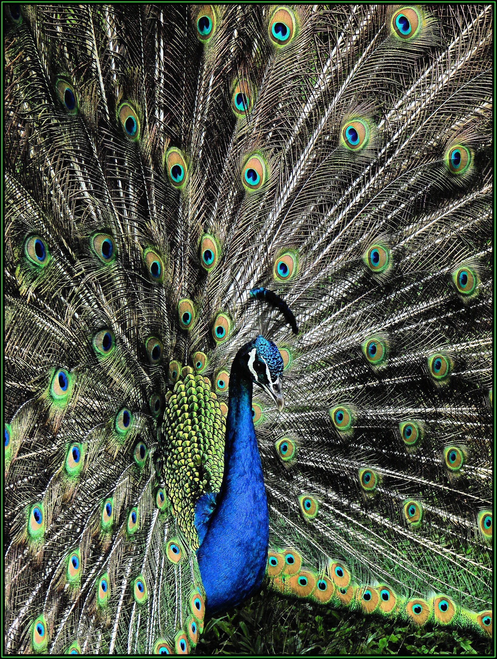 a large blue peacock is standing next to itself