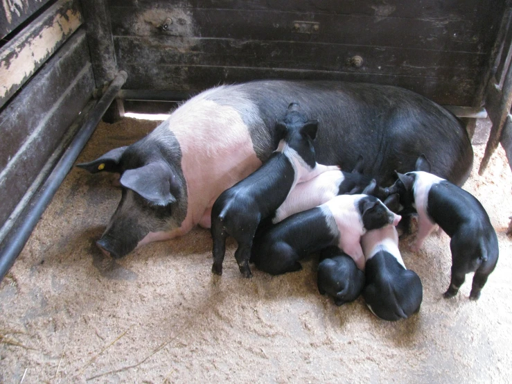 some pigs laying down in the dirt together