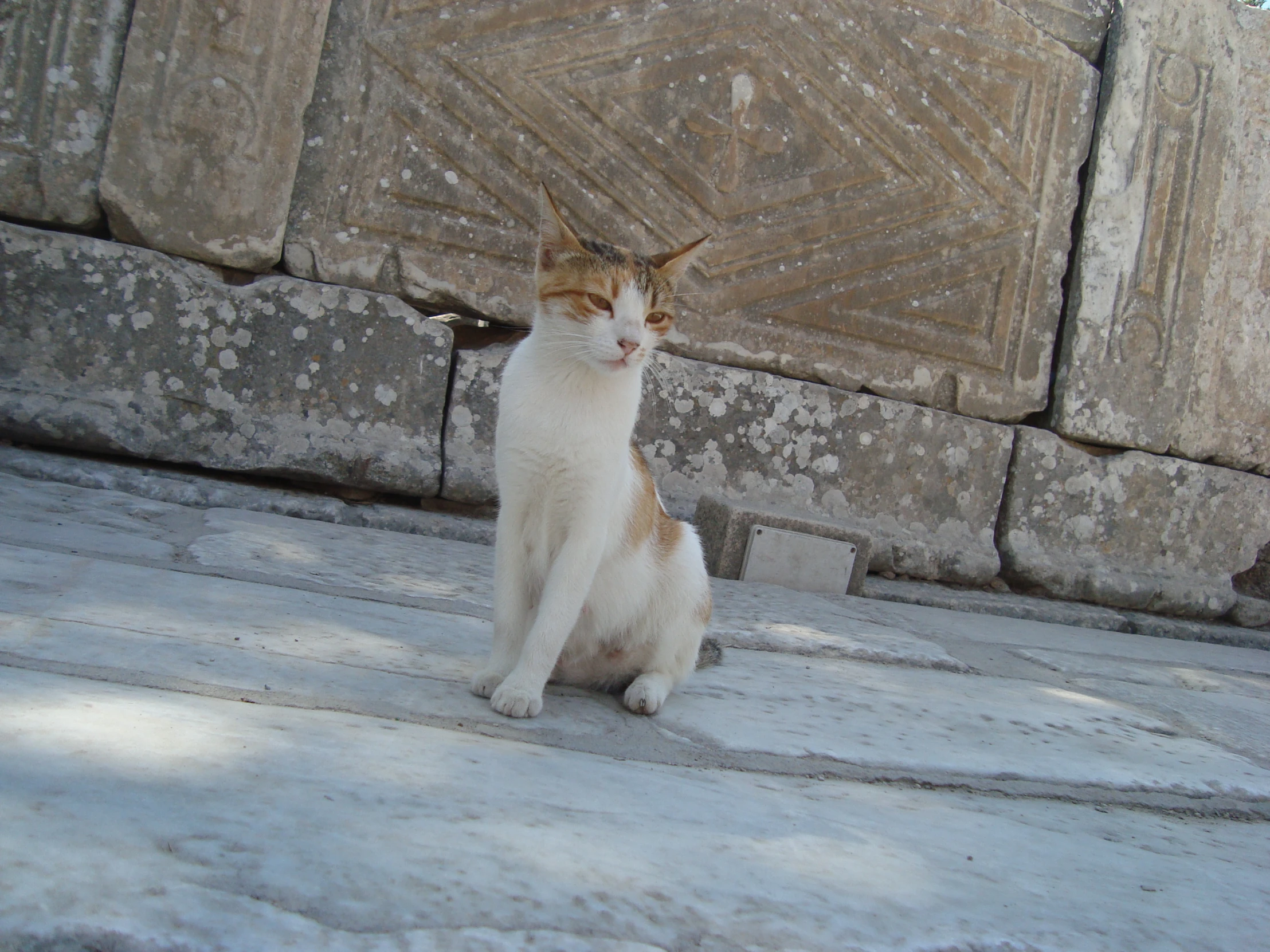 an orange and white cat sitting outside on cement blocks