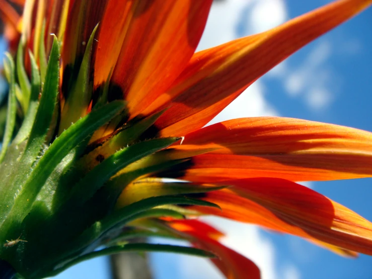 a close up of a orange flower with sky in background