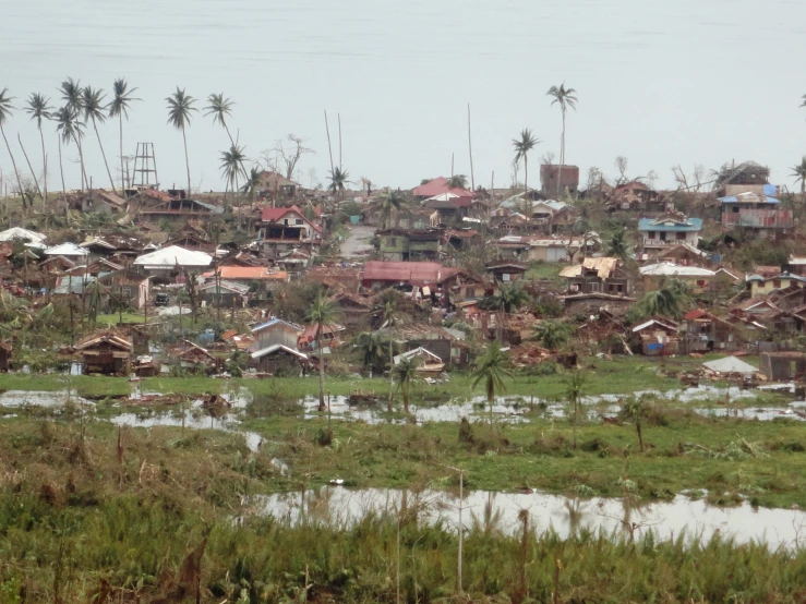 the houses near a small pond and many palm trees