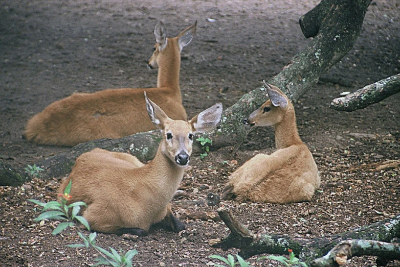 three deer are sitting together on a rocky area