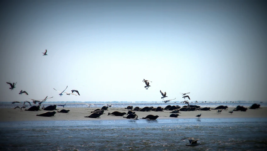 a group of birds flying near the ocean