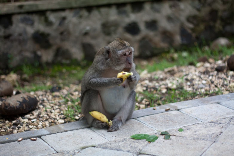 a monkey eats some bananas and sits on a floor