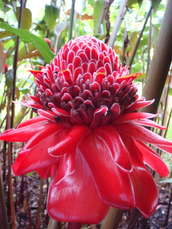 a red flower that is sitting on the ground