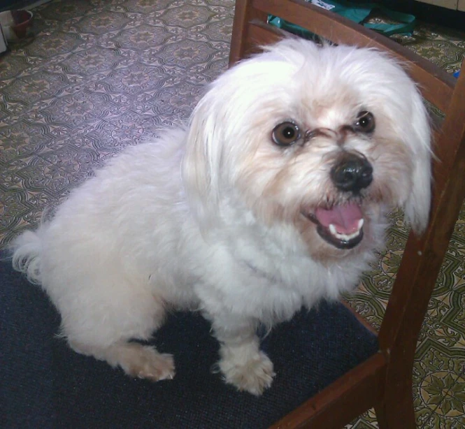 a small white dog sitting in a chair