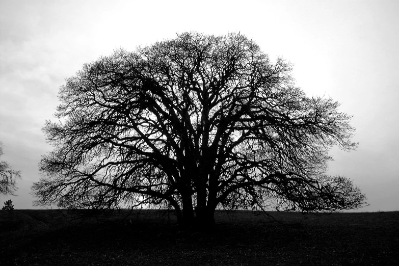 a tree in a field that looks like it is raining