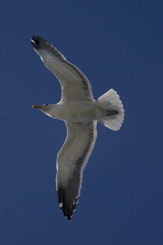 there is a very large bird flying in the air