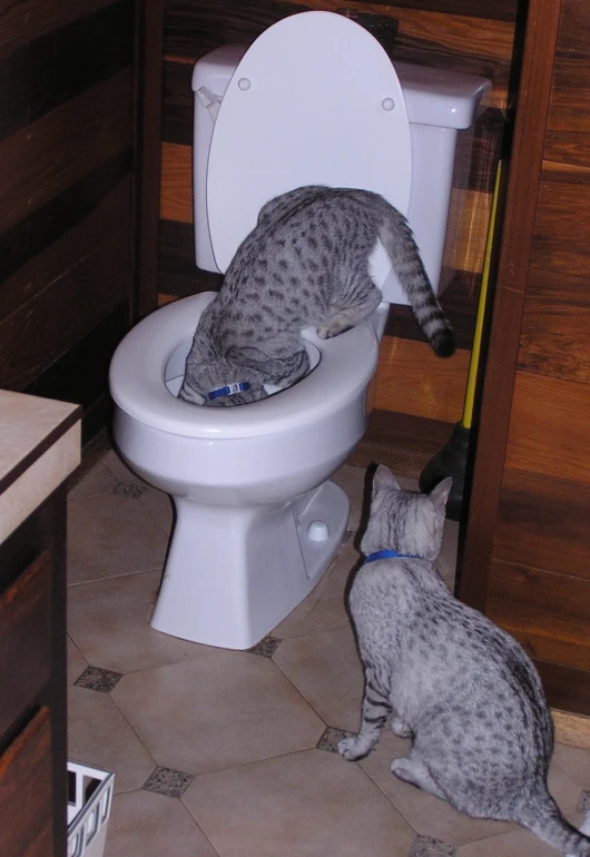 the cat and the dog both are on the toilet