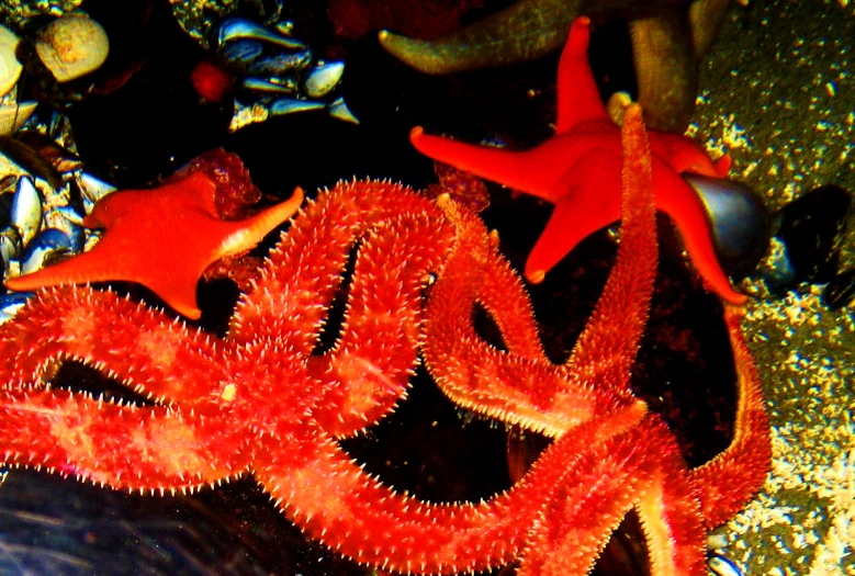 there is an underwater scene with focus on red sea stars